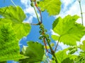 Closeup shot of unripe cluster of grape berries developing after pollination of flowers. Growing backyard grapes with blue sky