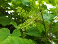 Closeup shot of unripe cluster of grape berries developing after pollination of flowers. Growing backyard grapes