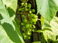 Closeup shot of unripe cluster of grape berries developing after pollination of flowers. Growing backyard grapes