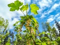 Closeup shot of unripe cluster of redcurrant berries developing after pollination of flowers in the garden with beautiful blue sky Royalty Free Stock Photo