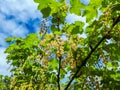 Closeup shot of unripe cluster of redcurrant berries developing after pollination of flowers in the garden with beautiful blue sky Royalty Free Stock Photo