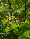 Closeup shot of unripe cluster of redcurrant berries developing after pollination of flowers