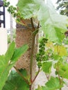 Closeup shot of unripe and green grapes surrounded by leaves in a garden Royalty Free Stock Photo