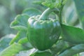 Closeup shot of an unripe greenpepper in a garden