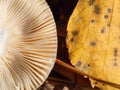 Closeup shot of upside down cap showing the gills with yellow birch leaf. Autumn, harvest, forest Royalty Free Stock Photo