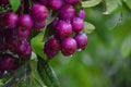 A closeup shot of the Vaccinium Vitis-idea fruit hanging from tree Royalty Free Stock Photo