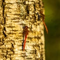 Closeup shot of a Vagrant darter sitting on the tree Royalty Free Stock Photo