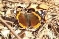 Closeup shot of Vanessa atalanta, the red admiral butterfly Royalty Free Stock Photo