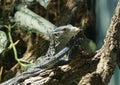 Closeup shot of a Varanus macraei lizard sitting on a branch on a blurred background Royalty Free Stock Photo