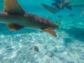 Closeup shot of various marine wildlife taken from underwater