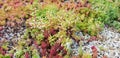 Closeup shot of a vegetated roof with sedum in shades of green and yellow