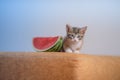 Closeup shot of a very cute kitty on the sofa with a piece of watermelon