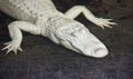 Closeup shot of a very rare Albino alligator isolated on a black background
