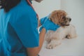 Closeup shot of veterinarian hands checking dog by stethoscope in vet clinic Royalty Free Stock Photo