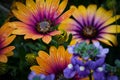 Closeup shot of vibrant African daisy flowers