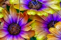 Closeup shot of vibrant African daisy flowers
