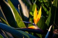 Closeup shot of a vibrant birds-of-paradise flower blooming from a shrub plant Royalty Free Stock Photo