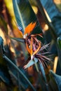 Closeup shot of a vibrant birds-of-paradise flower blooming from a shrub plant Royalty Free Stock Photo