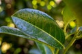 Closeup shot of vibrant green leaves covered with water droplets Royalty Free Stock Photo