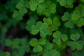 Closeup shot of a vibrant and lush field of clover plants Royalty Free Stock Photo