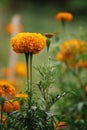 Closeup shot of vibrant marigolds in fool bloom.