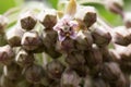 Closeup shot of a vibrant pink common milkweed flower and its accompanying buds.