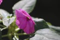 Closeup shot of the vibrant pink New Guinea impatiens, Impatiens hawkeri Royalty Free Stock Photo