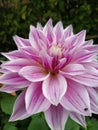 Dahlia Pinnata Flower