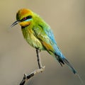 Closeup shot of a vibrant rainbow bee-eater bird on a branch