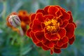 Closeup shot of vibrant red marigold flowers growing amongst lush green foliage. Royalty Free Stock Photo