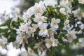 Closeup shot of a vibrant tree branch adorned with white jasmin blossoms