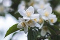 Closeup shot of a vibrant tree branch adorned with white jasmin blossoms