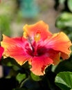 Closeup shot of a vibrant yellowish-red Hawaiian hibiscus.