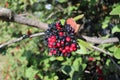 Closeup shot of Viburnum lantana berries on tree. Is an green at first, turning red, then finally black. Wayfarer or wayfaring