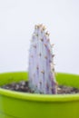 Closeup shot of  Violet Pricklypear in a pot Royalty Free Stock Photo