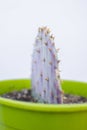 Closeup shot of Violet Pricklypear in a pot