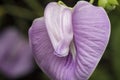 Closeup shot of violet spurred butterfly pea flower Royalty Free Stock Photo