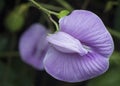 Closeup shot of violet spurred butterfly pea flower Royalty Free Stock Photo