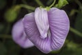 Closeup shot of violet spurred butterfly pea flower Royalty Free Stock Photo