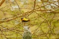 Closeup shot of a vitelline masked weaver on the tree Royalty Free Stock Photo
