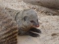 Closeup shot of a Viverridae on the ground Royalty Free Stock Photo