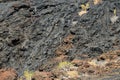Closeup shot of volcanic, dry black lava texture background with plants growing on it Royalty Free Stock Photo