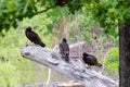 Closeup shot of vulture birds perched on the wood