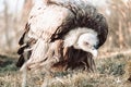 Closeup shot of a vulture in a crouched position in a zoo