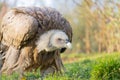 Closeup shot of a vulture in a crouched position in a zoo