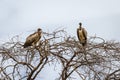 Closeup shot of vultures in Tarangire National Park, Tanzania Royalty Free Stock Photo