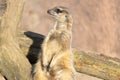 Closeup shot of a watchful meerkat sitting on a log Royalty Free Stock Photo