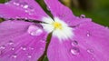 Closeup shot of water droplets on a blooming purple flower Royalty Free Stock Photo