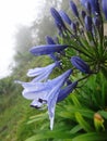 Closeup shot of water droplets on blue Agapanthus as known as Lily of the Nile after a drizzle Royalty Free Stock Photo