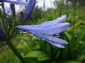 Closeup shot of water droplets on blue Agapanthus as known as Lily of the Nile after a drizzle Royalty Free Stock Photo